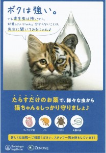 2026フィラリア猫